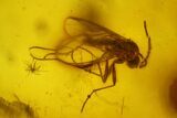Three Fossil Flies (Diptera) In Baltic Amber #197757-3